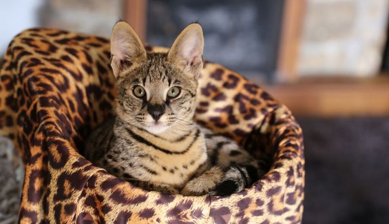 Savannah