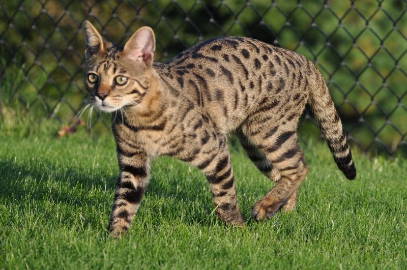 Savannah