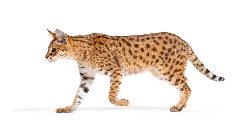 Savannah
