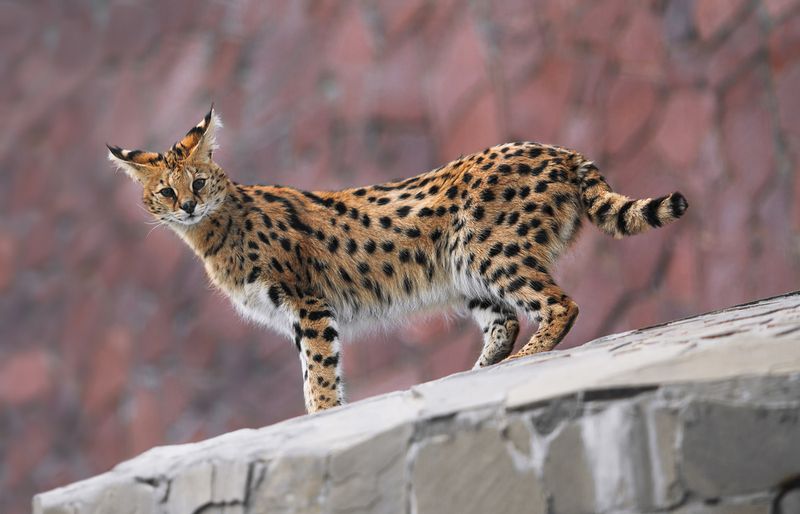 Savannah