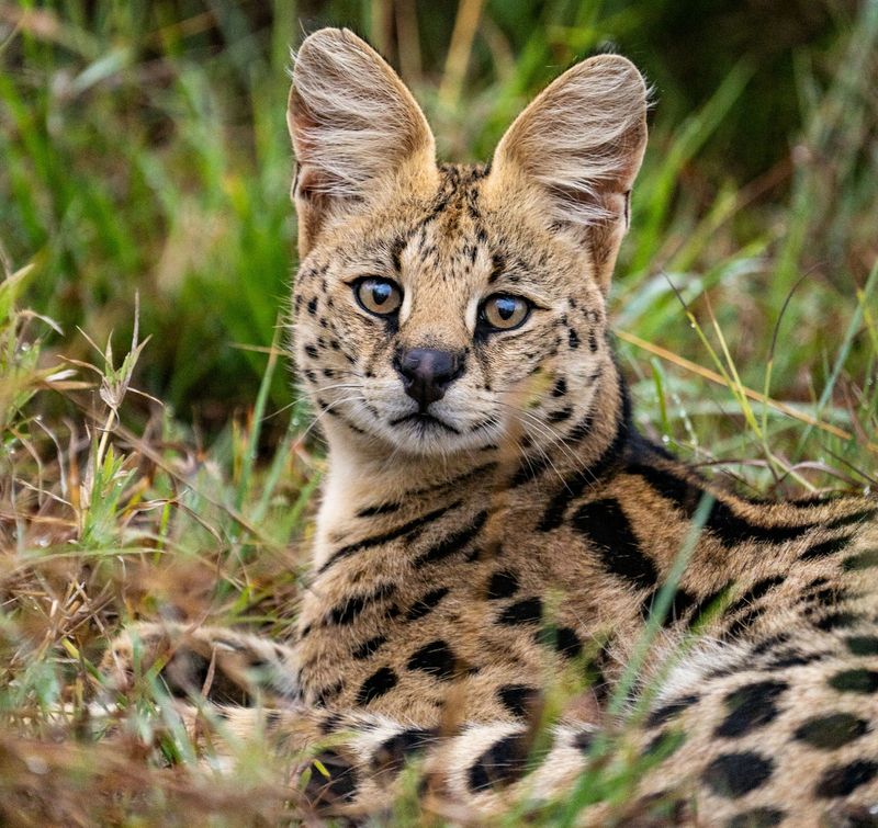 Savannah