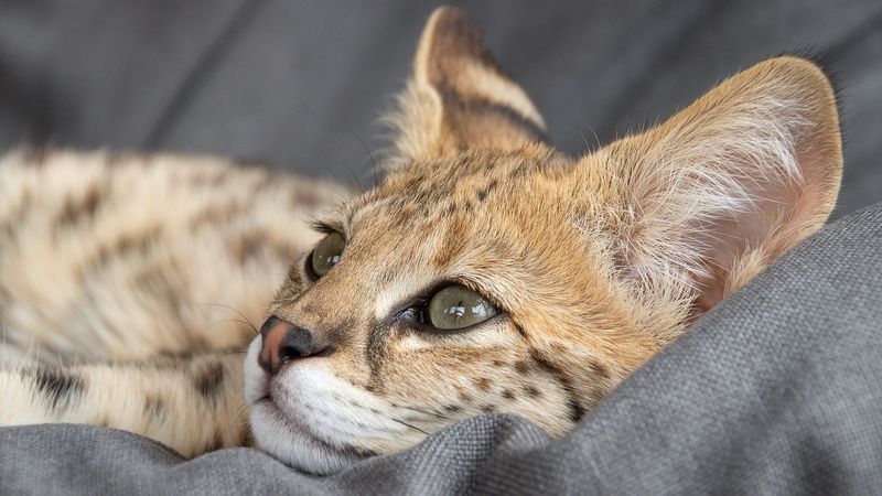 Savannah