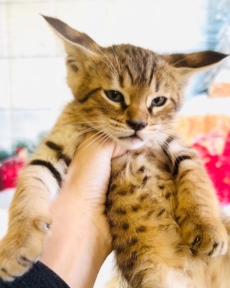 Savannah Cat