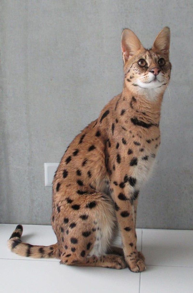 Savannah Cat