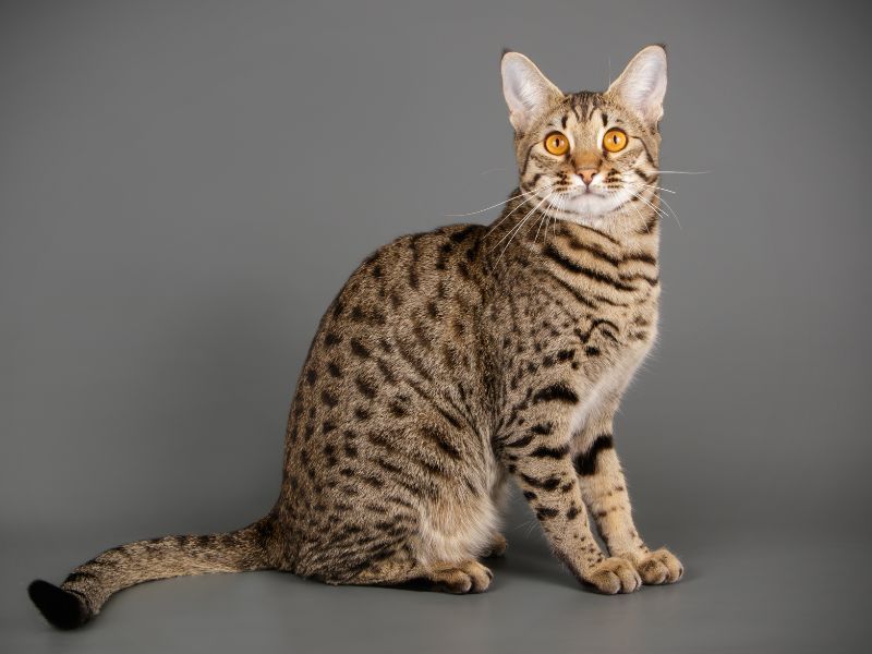 Savannah Cat Sensation