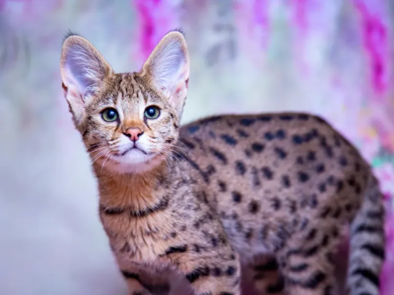 Savannah Cat