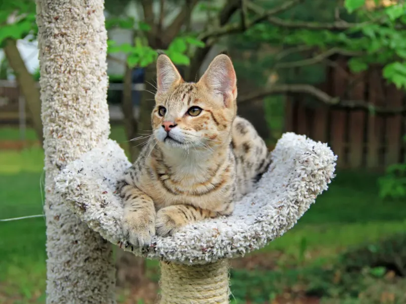 Savannah
