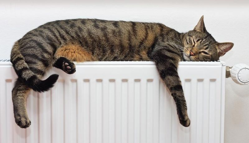 Saving Energy with Cat-Friendly Living Spaces
