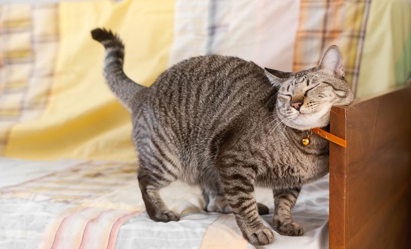 Scent Marking Marathon