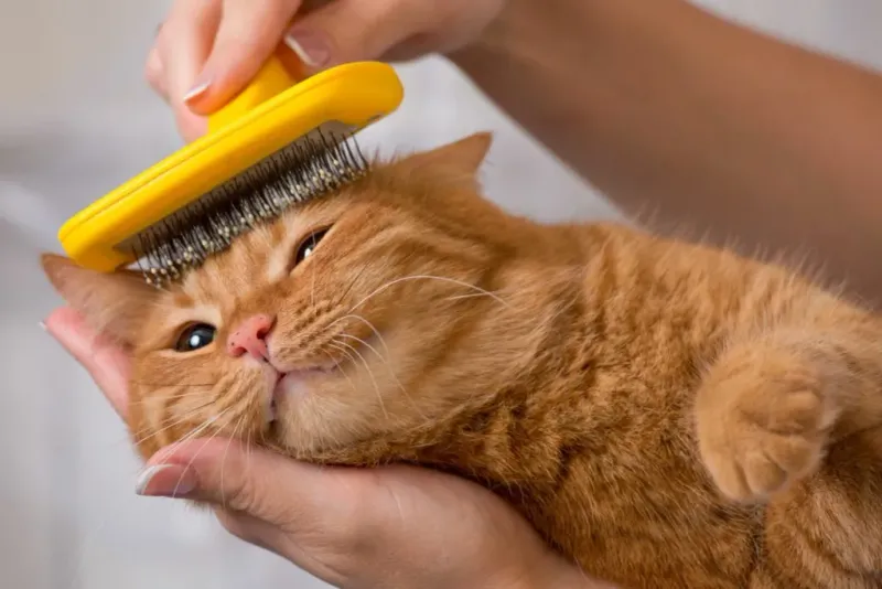 Schedule Regular Grooming Sessions
