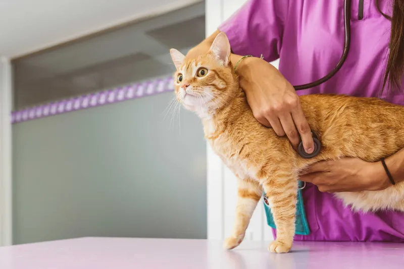 Schedule Regular Veterinary Care