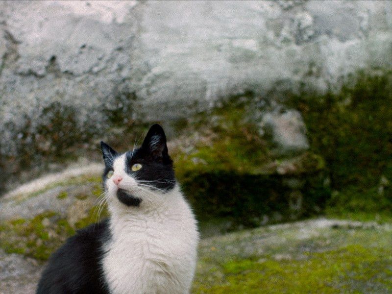 Scorpio Cats (October 23-November 21): The Mysterious Observers