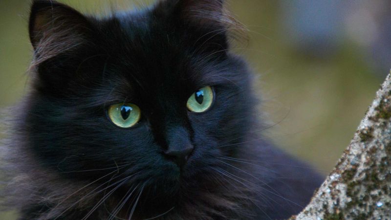 Scotland's Ghost Cat That Steals Souls