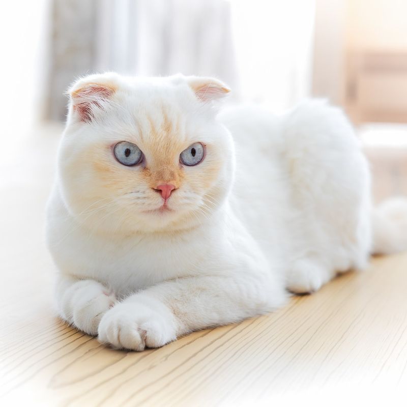 Scottish Fold – Olive