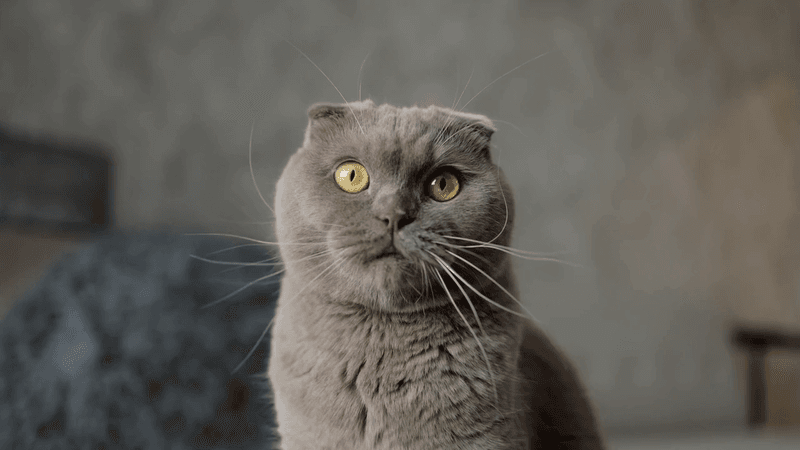 Scottish Fold