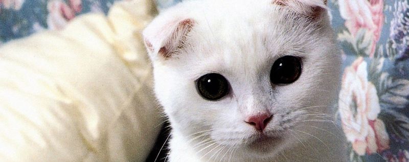 Scottish Fold