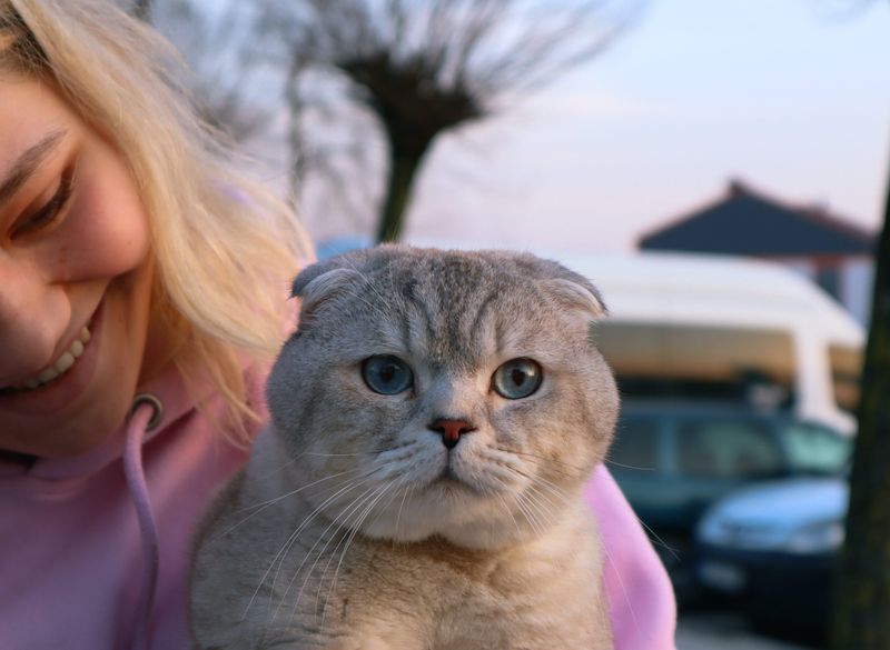 Scottish Fold