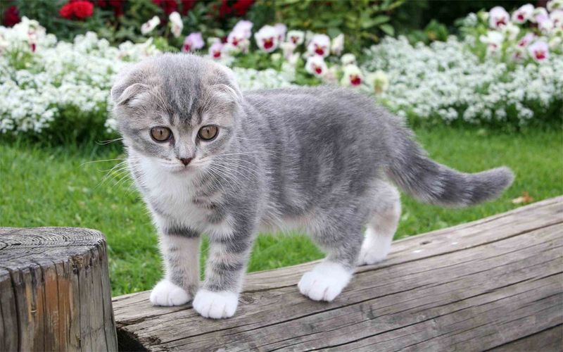 Scottish Fold