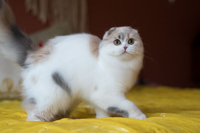 Scottish Fold