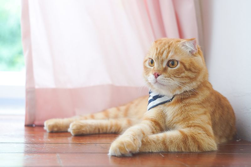 Scottish Fold