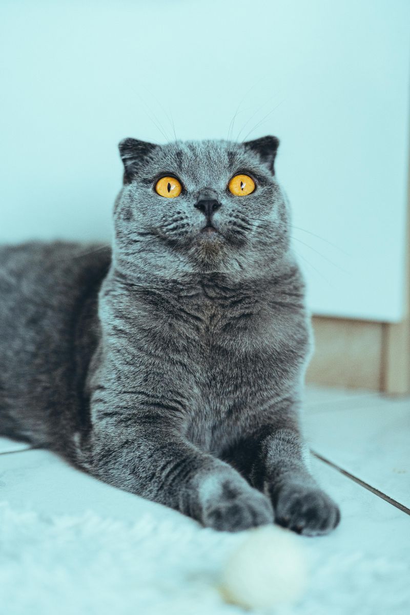 Scottish Fold