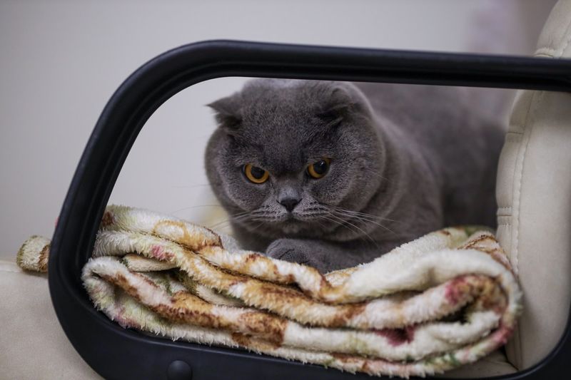 Scottish Fold