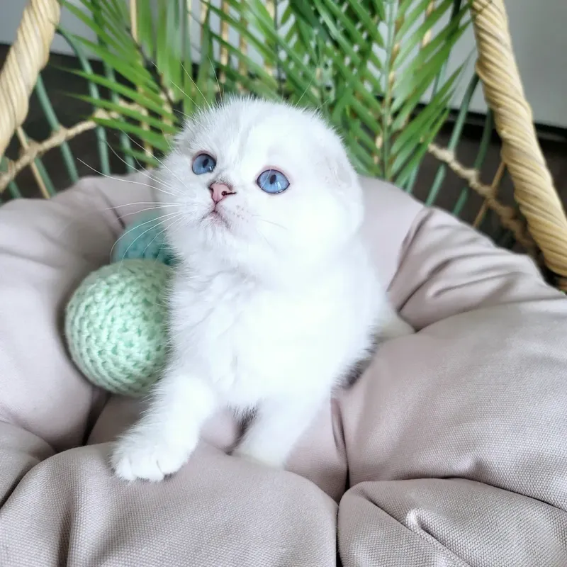 Scottish Fold