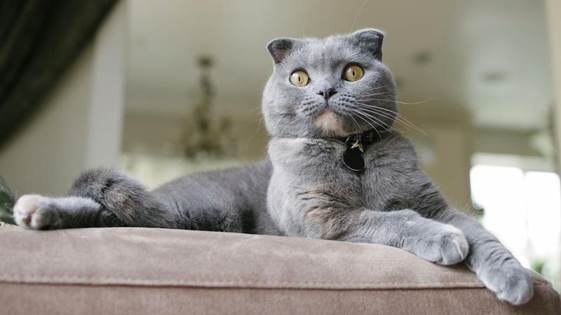 Scottish Fold