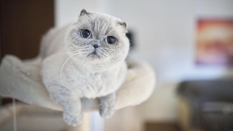 Scottish Fold