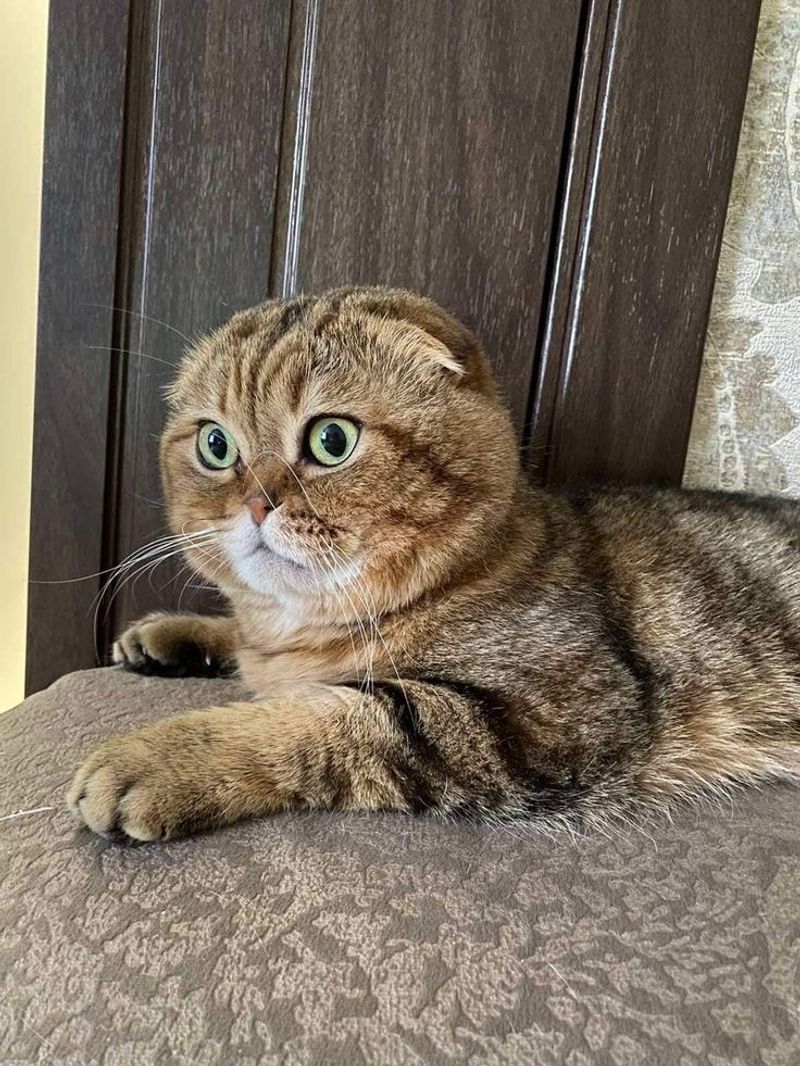 Scottish Fold