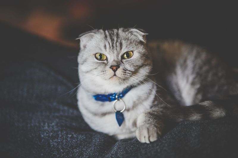 Scottish Fold