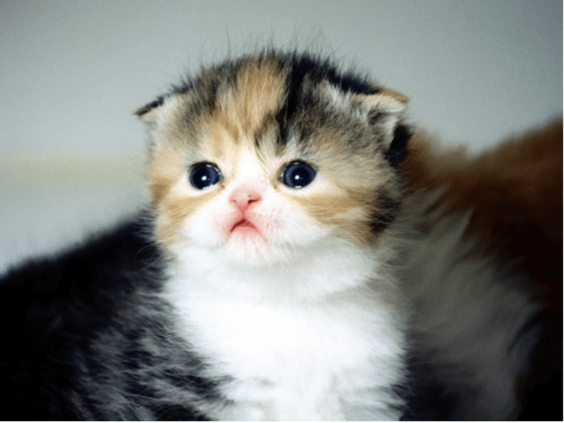 Scottish Fold