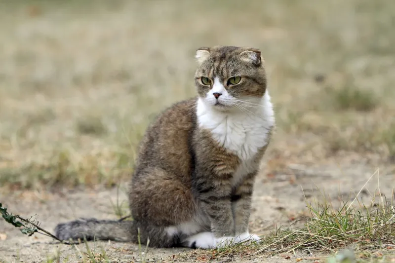 Scottish Fold
