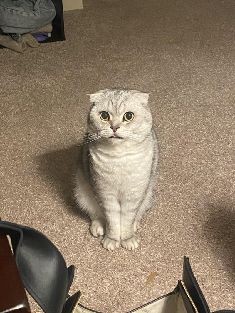 Scottish Fold
