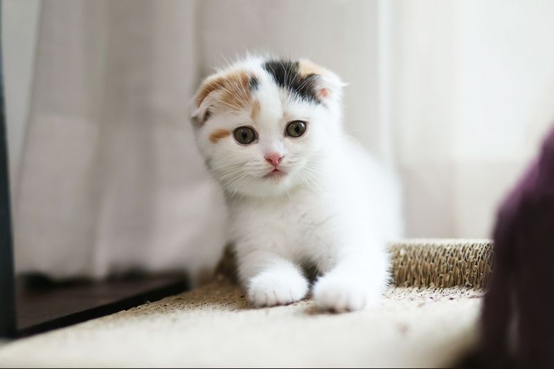 Scottish Fold