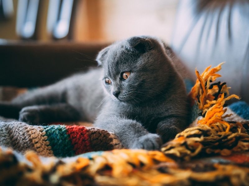Scottish Fold