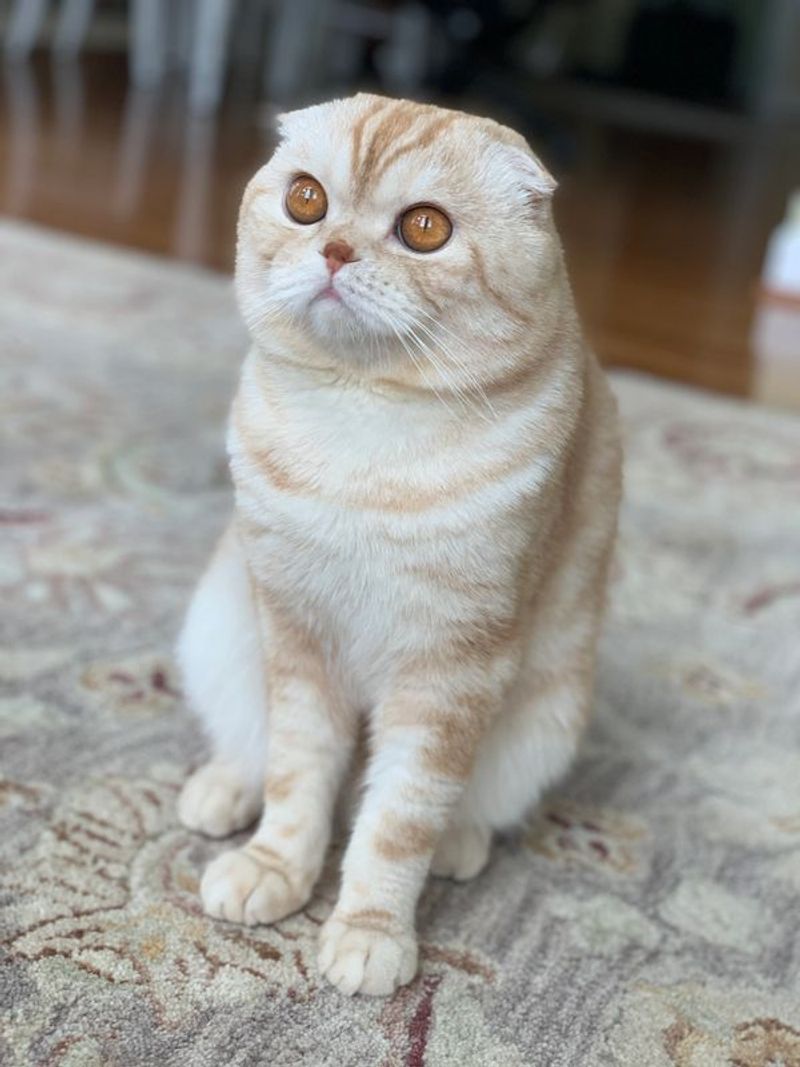 Scottish Fold