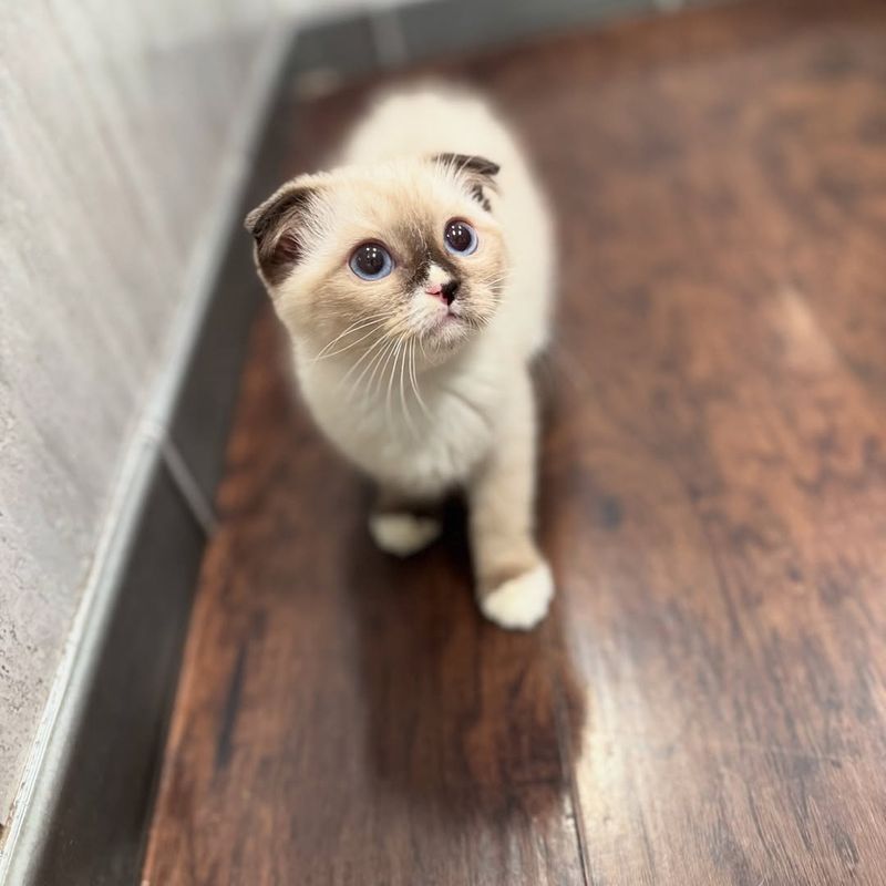 Scottish Fold