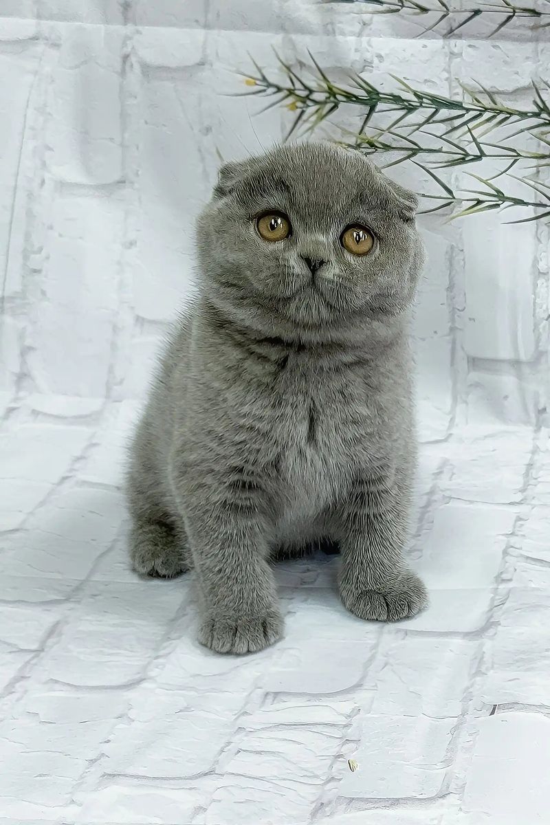 Scottish Fold
