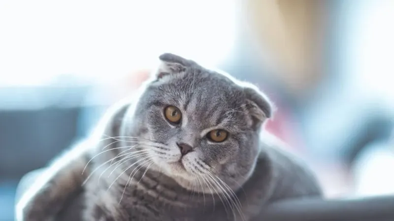 Scottish Fold