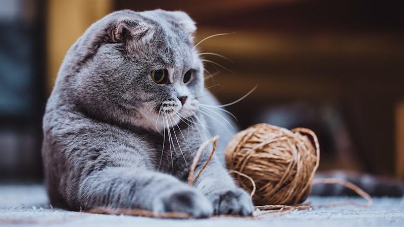 Scottish Fold
