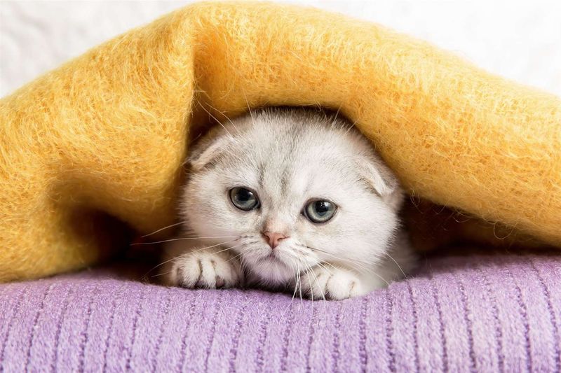 Scottish Fold