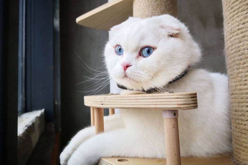 Scottish Fold