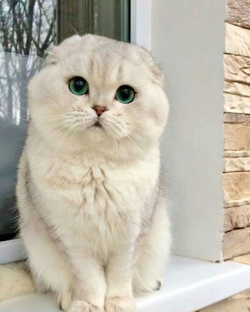 Scottish Fold