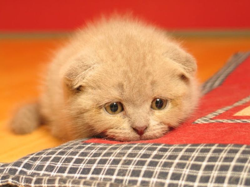 Scottish Fold