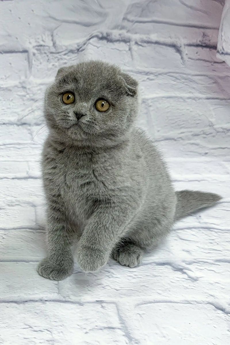 Scottish Fold