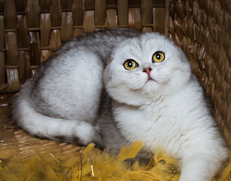 Scottish Fold