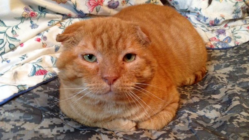 Scottish Fold