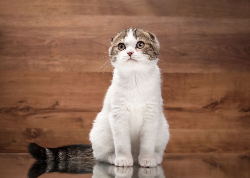 Scottish Fold