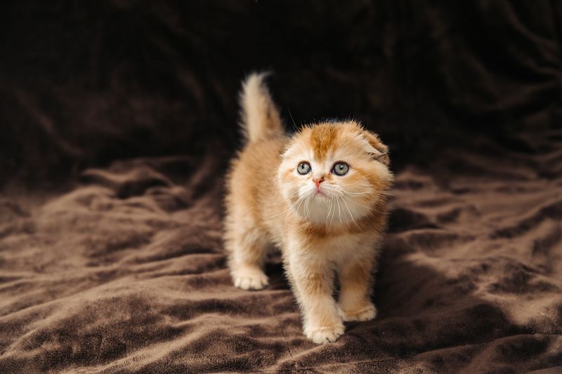 Scottish Fold